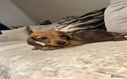 Miniature Dachshund dogs for sale: 🐾Stunning miniature dachshunds🐾 - Image 16