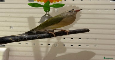 Finches birds - Advert 5