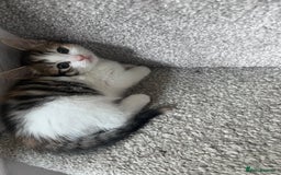 Mixed Breed cats for sale: Beautifully unique kittens - Image 10