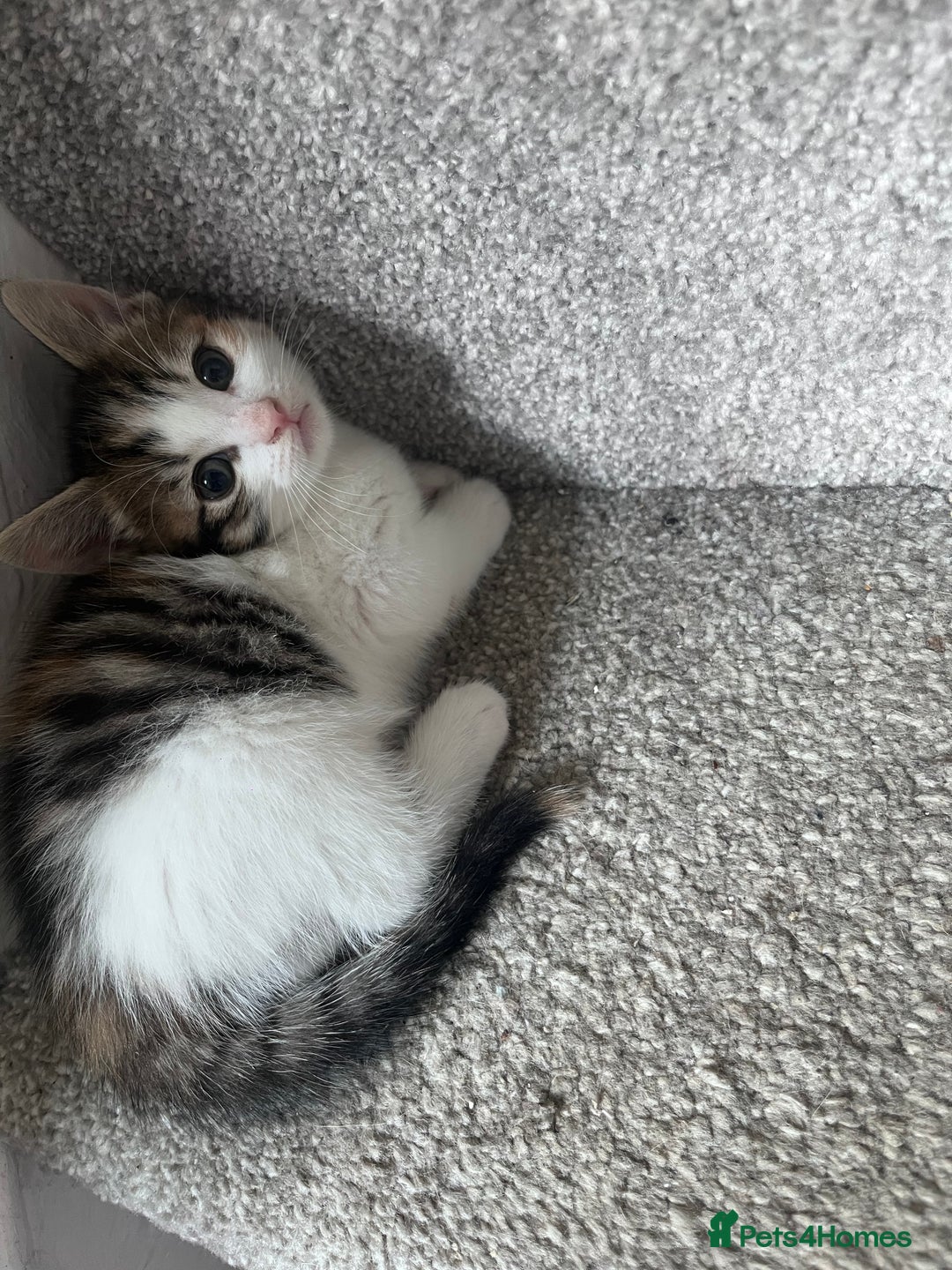 Mixed Breed cats for sale: Beautifully unique kittens - Image 10