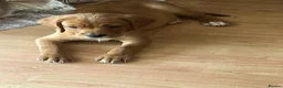 Mixed Breed dogs for sale: Cavador puppies 8weeks old  - Advert 7