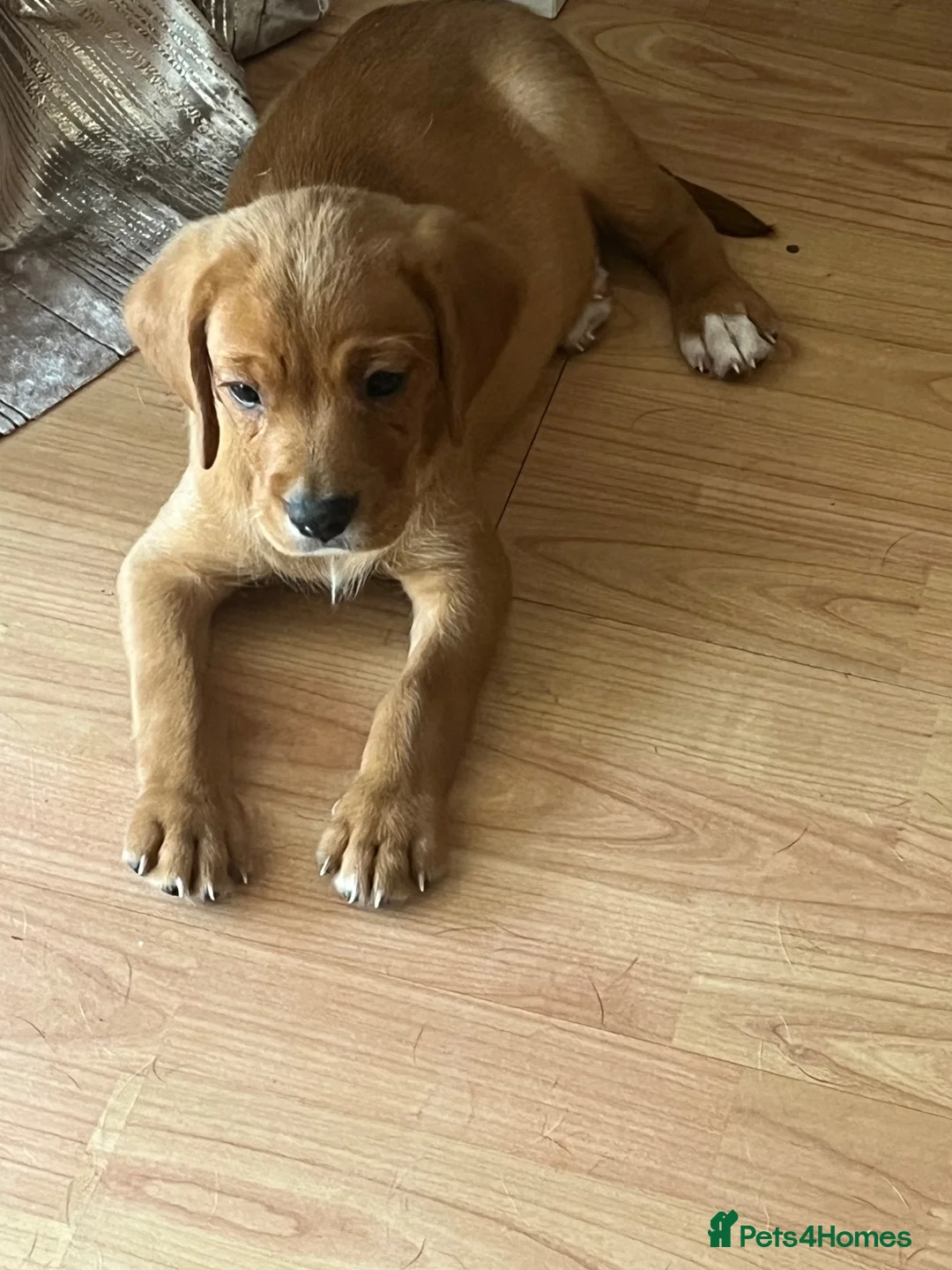 Mixed Breed dogs for sale: Cavador puppies 8weeks old  - Advert 7