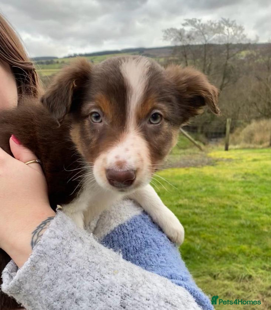 Border Collie dogs for sale: 1 Red/Brown Tri BorderCollie Boy: rough coat - Advert 1