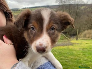 Border Collie dogs 1 Red/Brown Tri BorderCollie Boy: rough coat - Advert 5