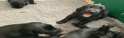 Flat coated Retriever dogs for sale: Working flat coated retrievers  - Advert 7