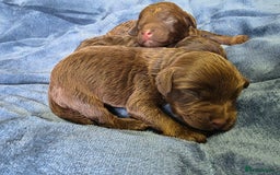 Cockapoo dogs for sale: Cockapoo puppies - Image 14
