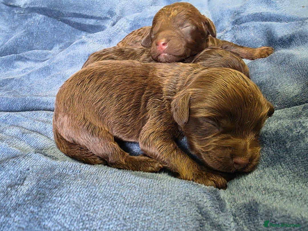 Cockapoo dogs for sale: Cockapoo puppies - Image 14
