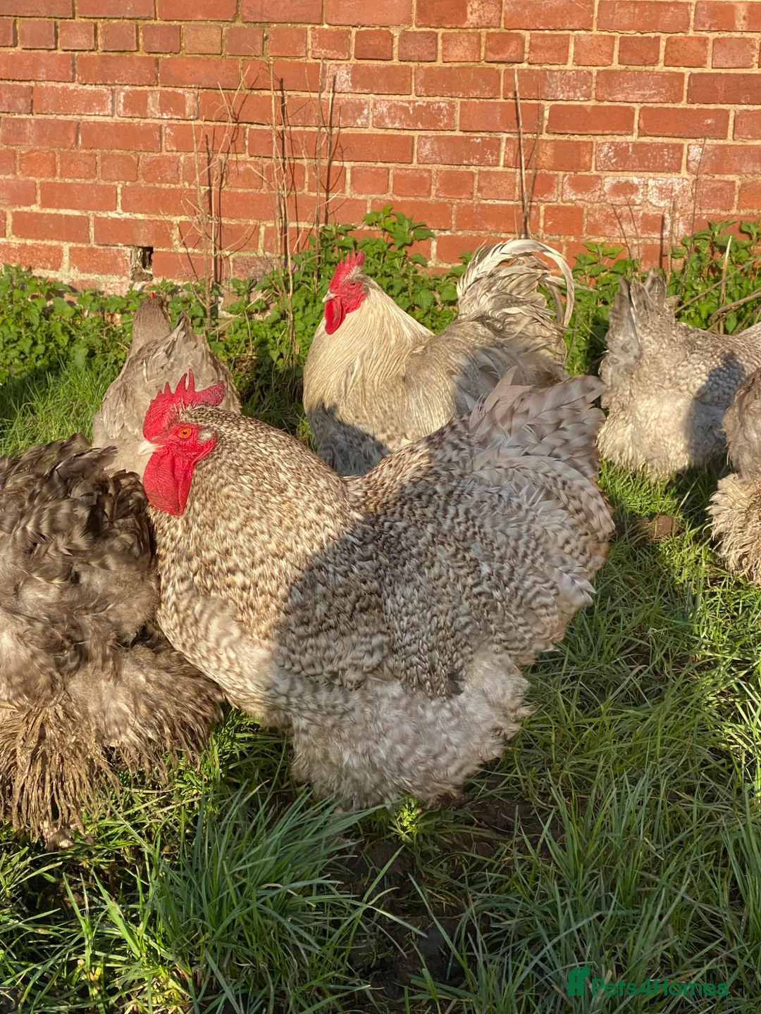 Chickens poultry for sale: Orpington hatching eggs  in Shrewsbury - Advert 2