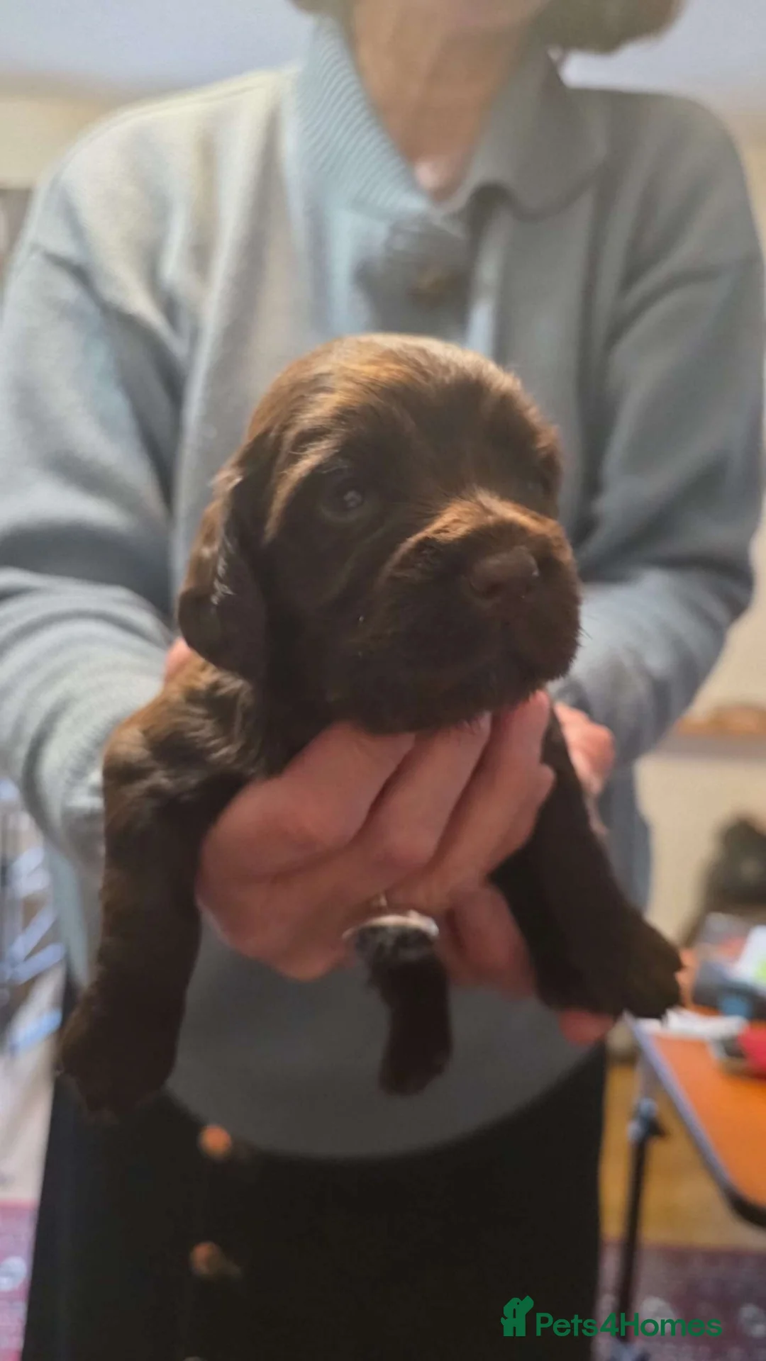 Cockapoo dogs for sale: Litter of Cockapoo's for sale - Advert 7