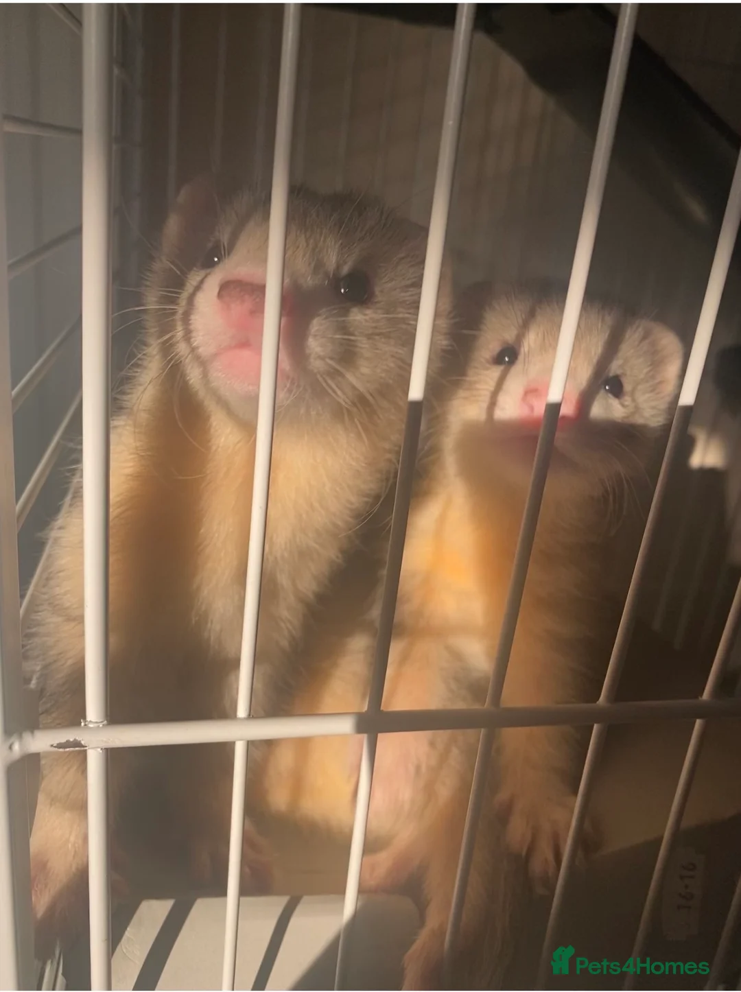 Ferret rodents for sale: Two male silver ferrets for sale! in Shipley - Advert 1
