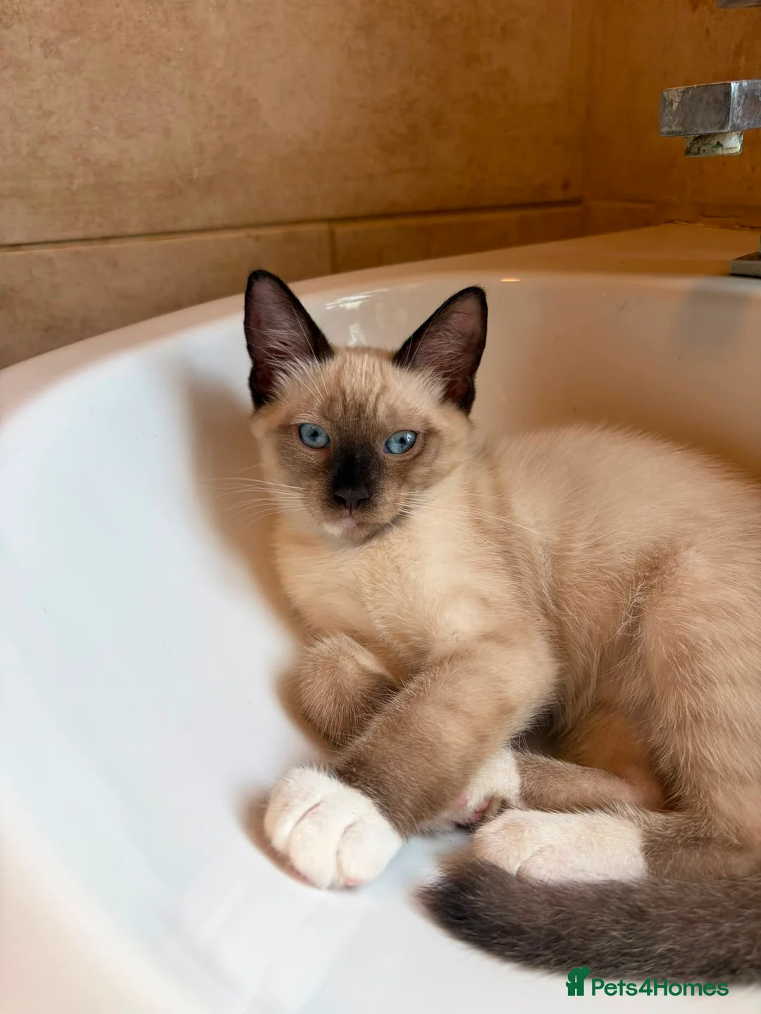 Snowshoe cats for sale: Beautiful Snowshoe Kittens – Ready to Leave Now - Advert 1