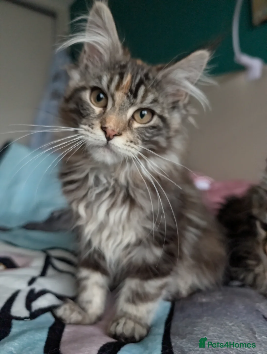 Maine Coon cats for sale: GCCF Maine Coon Kittens  - Advert 10