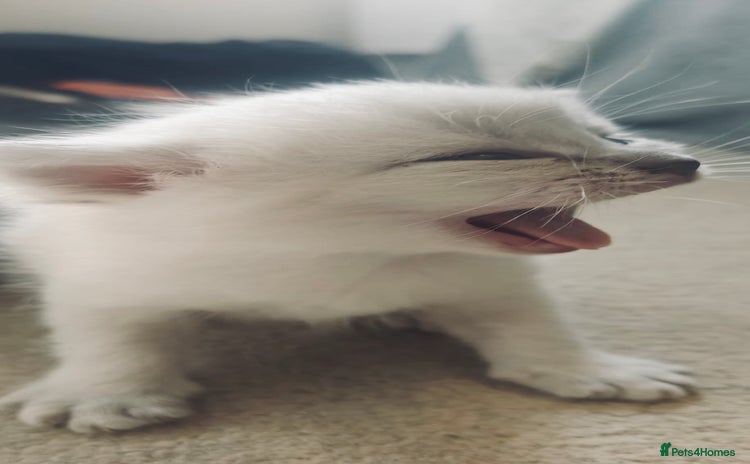 Ragdoll cats for sale - Advert 2
