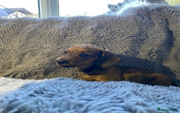 Miniature Dachshund dogs for sale: Stunning Miniature dachshund puppies  - Image 6