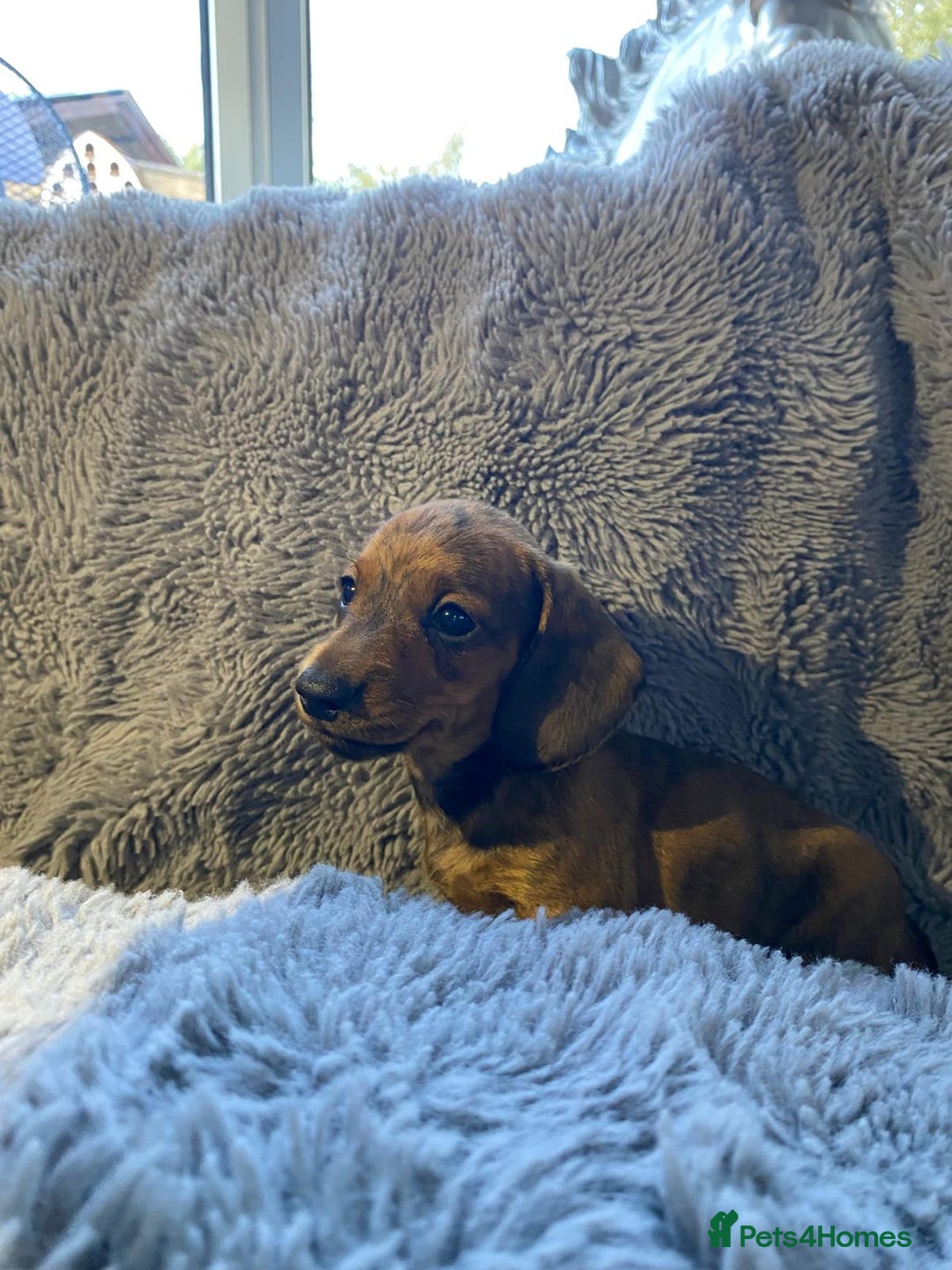 Miniature Dachshund dogs for sale: Stunning Miniature dachshund puppies  - Image 6