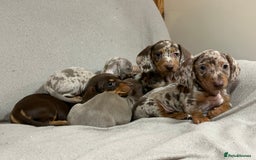 Miniature Dachshund dogs for sale: Stunning pure miniature dachshunds - Image 16