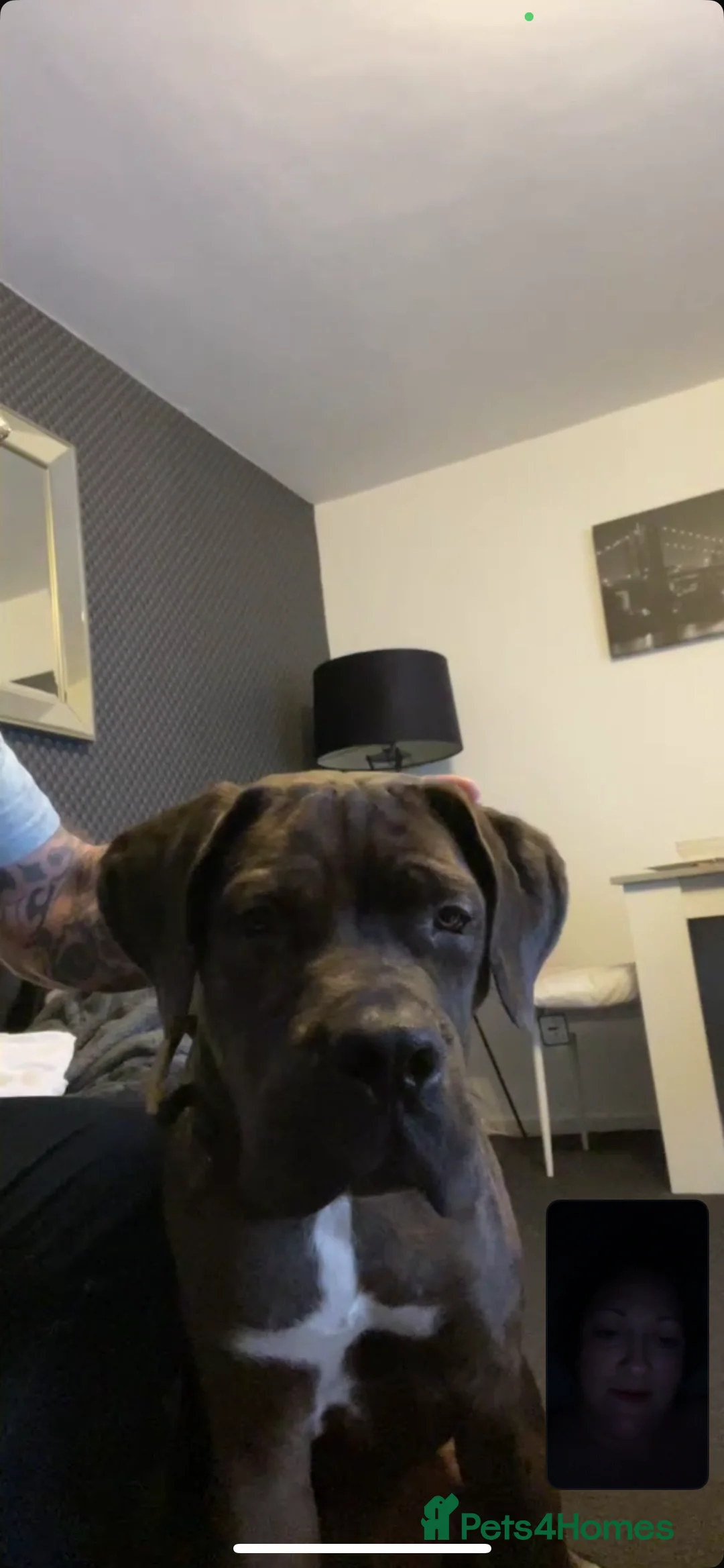 Mixed Breed dogs for sale: Cane Corso Merle male  - Advert 6