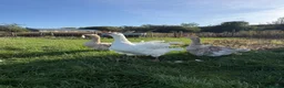 Geese poultry for sale: Trio of Geese - Advert 3