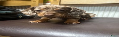 Dachshund Puppy 4 Creamy Dappled Girl