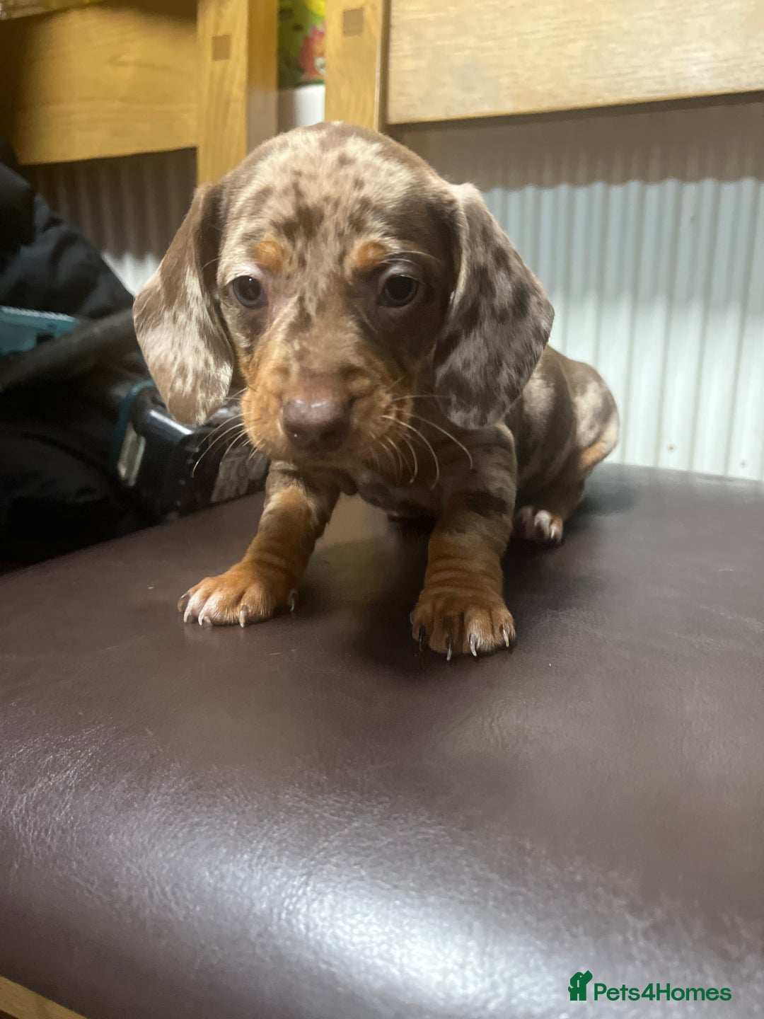 Dachshund dogs for sale: Our 7 Adorable Dachshund Puppies Ready for Homes - Image 16