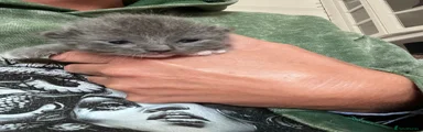 Ragdoll Kitten 2