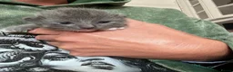 Ragdoll cats for sale: Ragdoll/abyssinian kittens  - Advert 3