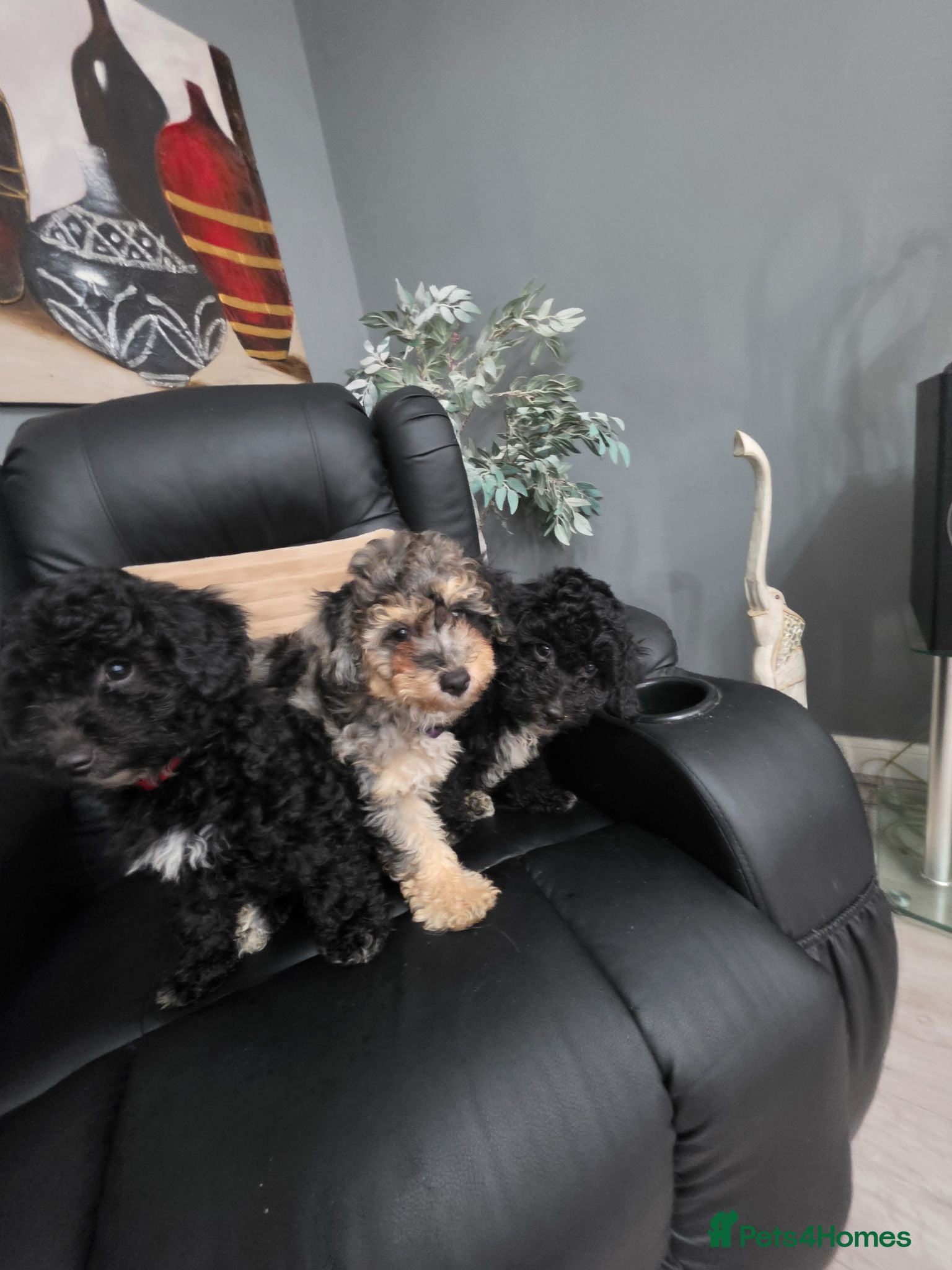 Poochon dogs 3 beautiful poochon puppys for sale  - Advert 2
