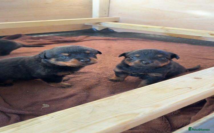 Rottweiler dogs - Advert 1