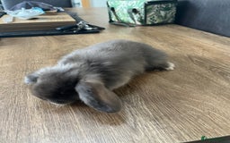 Dwarf Lop rabbits for sale: Dwarf lops READY NOW - Image 17