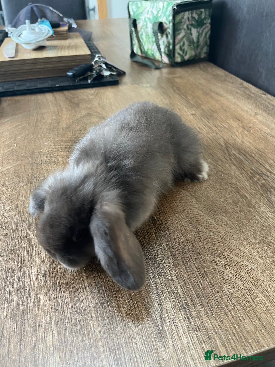 Dwarf Lop rabbits for sale: Dwarf lops READY NOW - Image 17