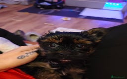 Yorkshire Terrier dogs for sale: Beautiful Yorkshire Terrier Girl - Advert 6