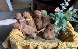 Cockapoo dogs for sale: Toy Cockapoo Puppies, Family Raised, Sweet Natured - Image 17