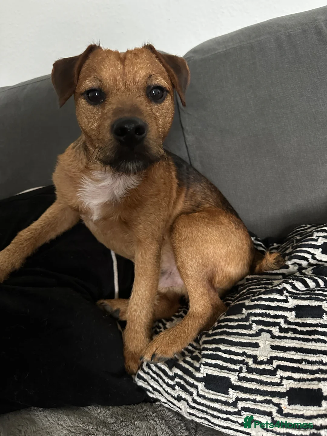 Patterjack dogs for sale: Meet nigglesworth in Wedmore - Advert 3