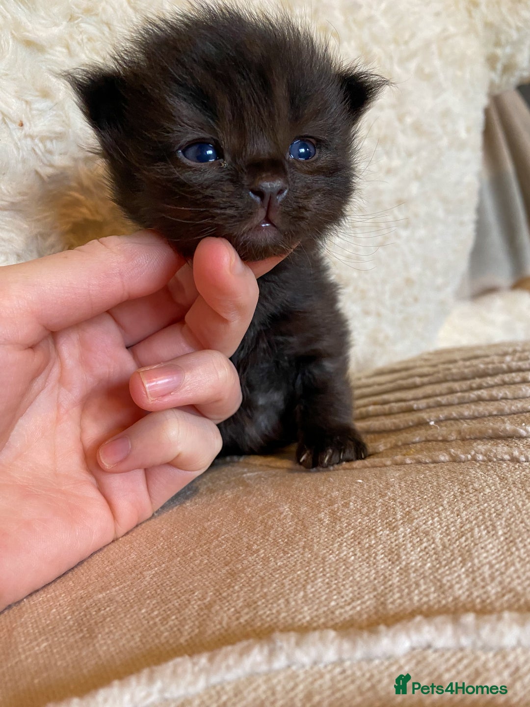 Ragdoll cats for sale: Ragdoll x kittens  - Image 3