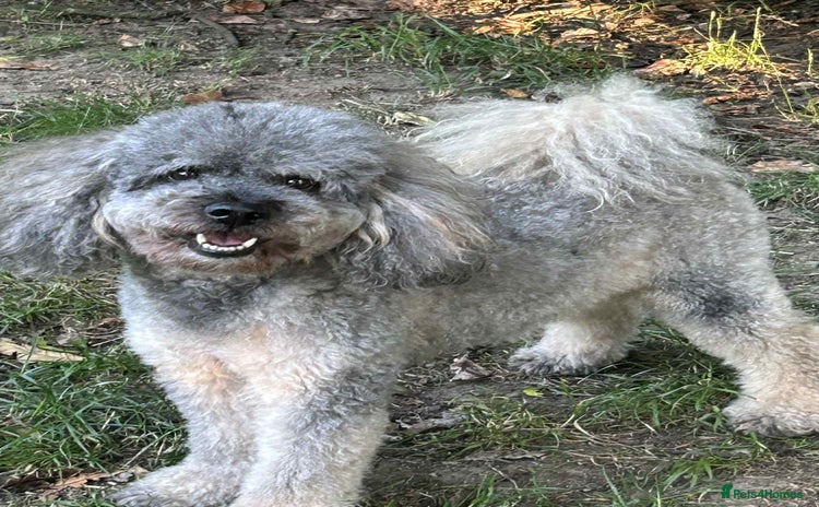 Miniature Poodle dogs in Aberdeen - Advert 7
