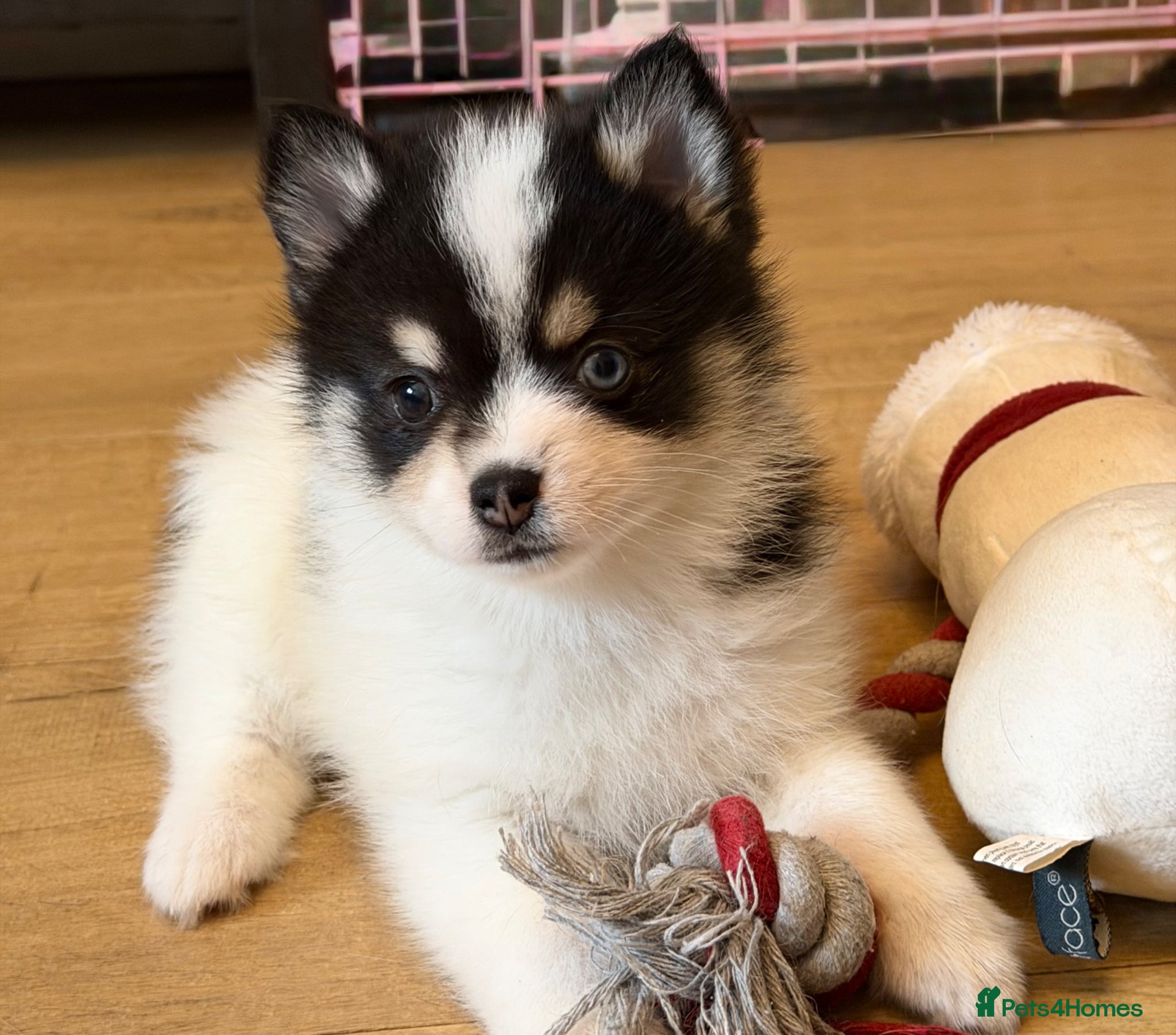 Pomsky dogs Stunning Tiny Pomsky Girl available  - Advert 5