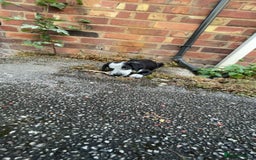 Mixed Breed dogs for sale: 12 week old Sprollie puppy for a new home  - Image 4