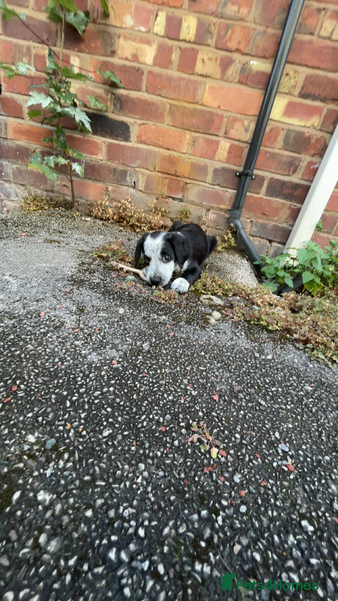 Mixed Breed dogs for sale: 12 week old Sprollie puppy for a new home  - Image 4