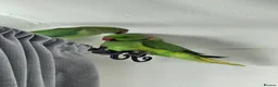 Parrots birds for sale: Indian Ringneck parrots in Keighley - Advert 5