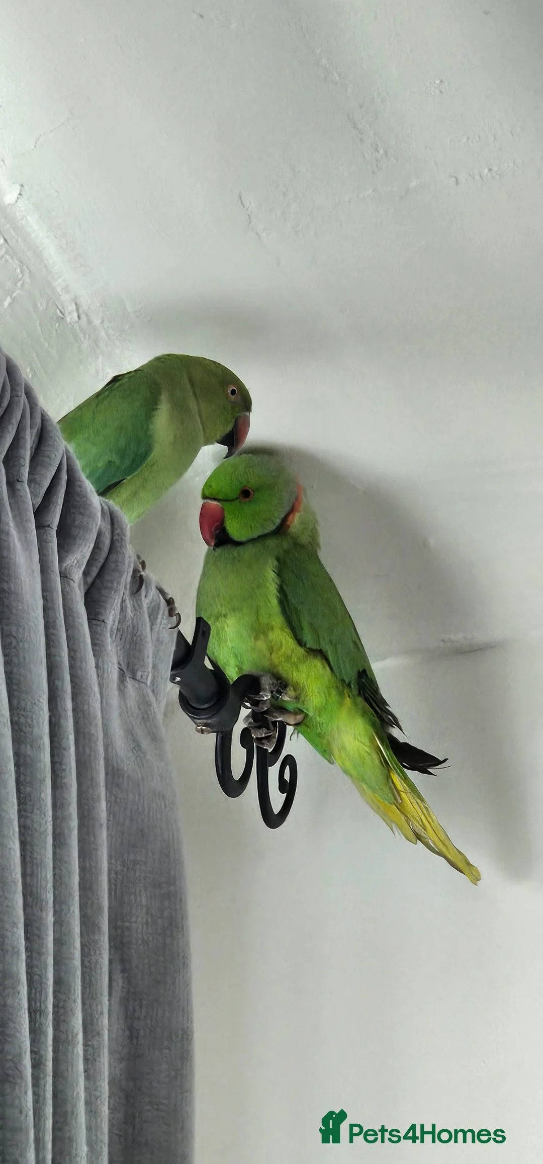 Parrots birds for sale: Indian Ringneck parrots in Keighley - Advert 5
