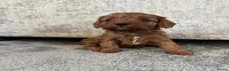 Cavalier King Charles Spaniel dogs for sale: Adorable Cavalier King Charles Spaniel Puppies in Worthing - Advert 12