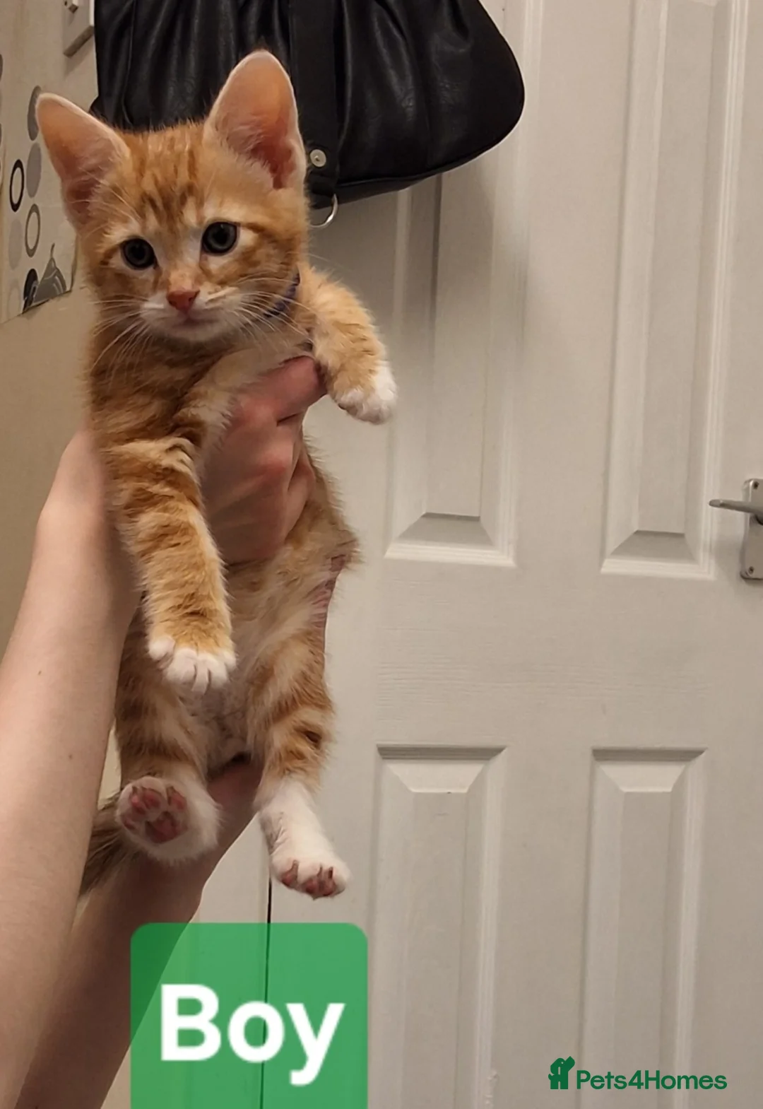 Mixed Breed cats for sale: Beautiful Ginger kittens - Advert 5