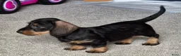 Dachshund dogs for sale: KC Wirehaired standard Dachshund puppies - Advert 9