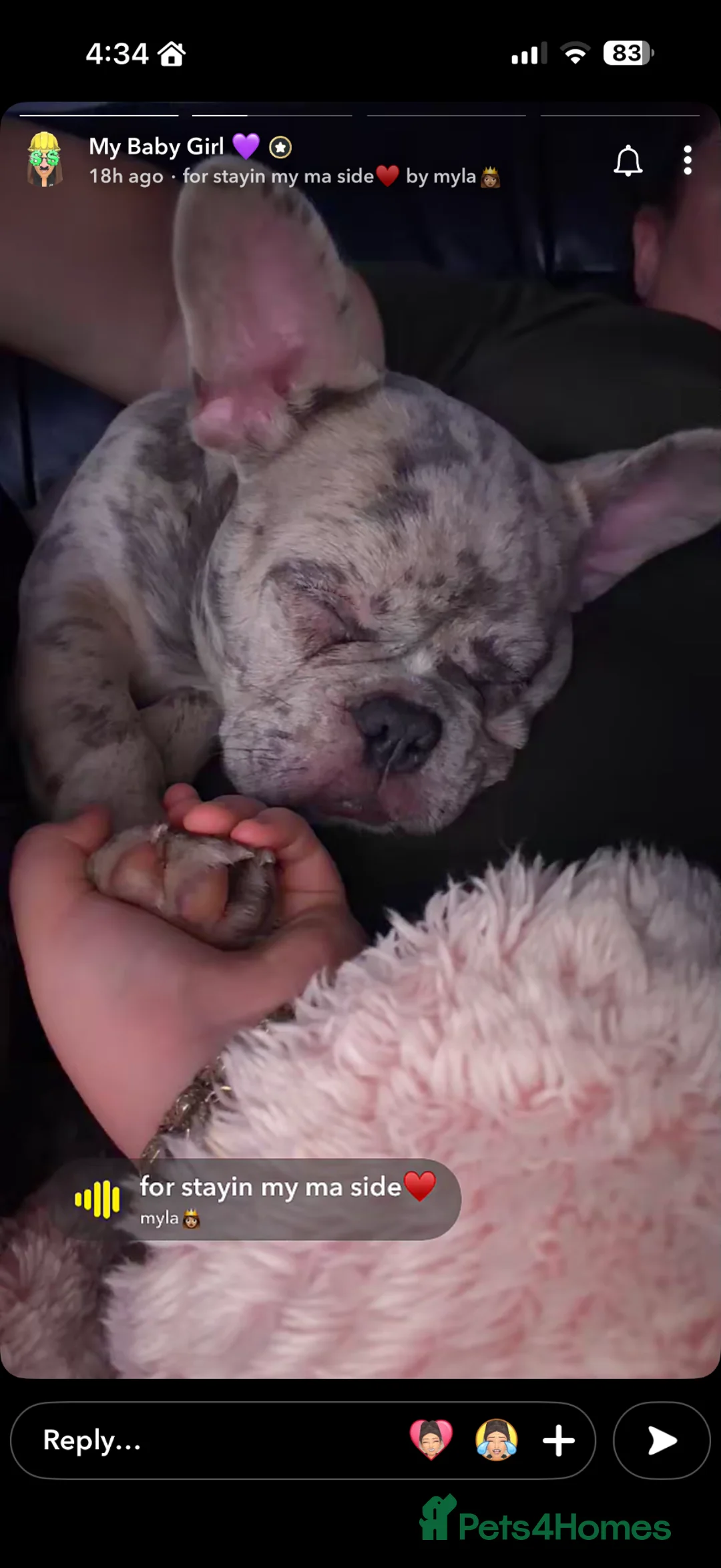 French Bulldog dogs for sale: French bulldog  in Chesterfield - Advert 2