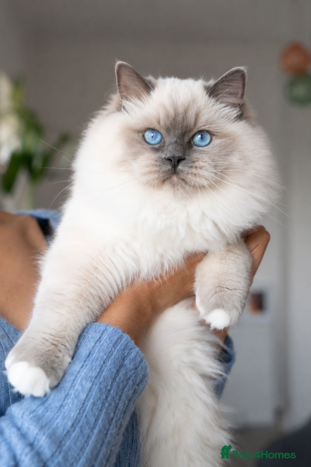 Ragdoll cats Retired Ragdoll Queen Looking for Forever Home - Advert 1