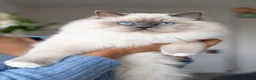 Ragdoll cats for sale: Retired Ragdoll Queen Looking for Forever Home - Advert 1