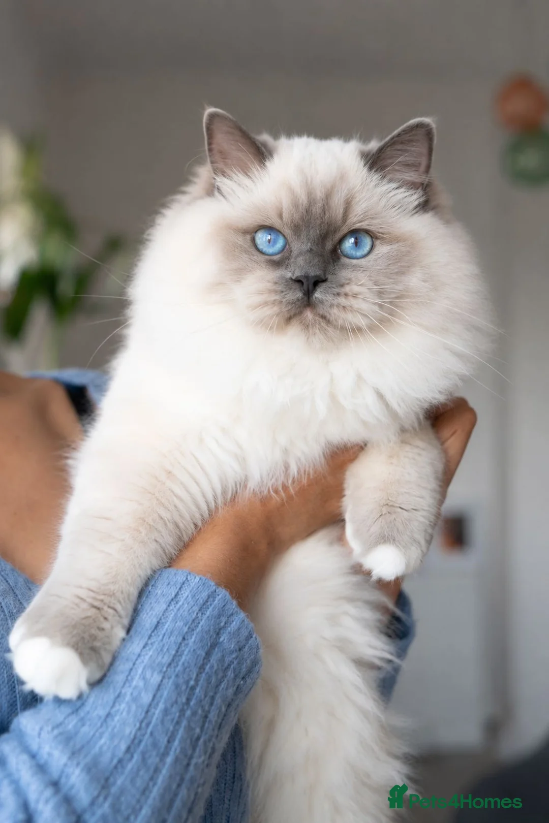 Ragdoll cats for sale: Retired Ragdoll Queen Looking for Forever Home - Advert 1
