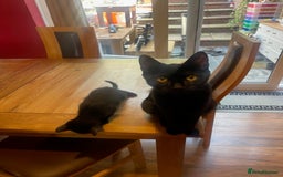 Russian Blue cats for sale: Black kitten - Image 4