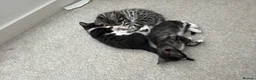 Mixed Breed cats for sale: Bengal mix - Advert 6