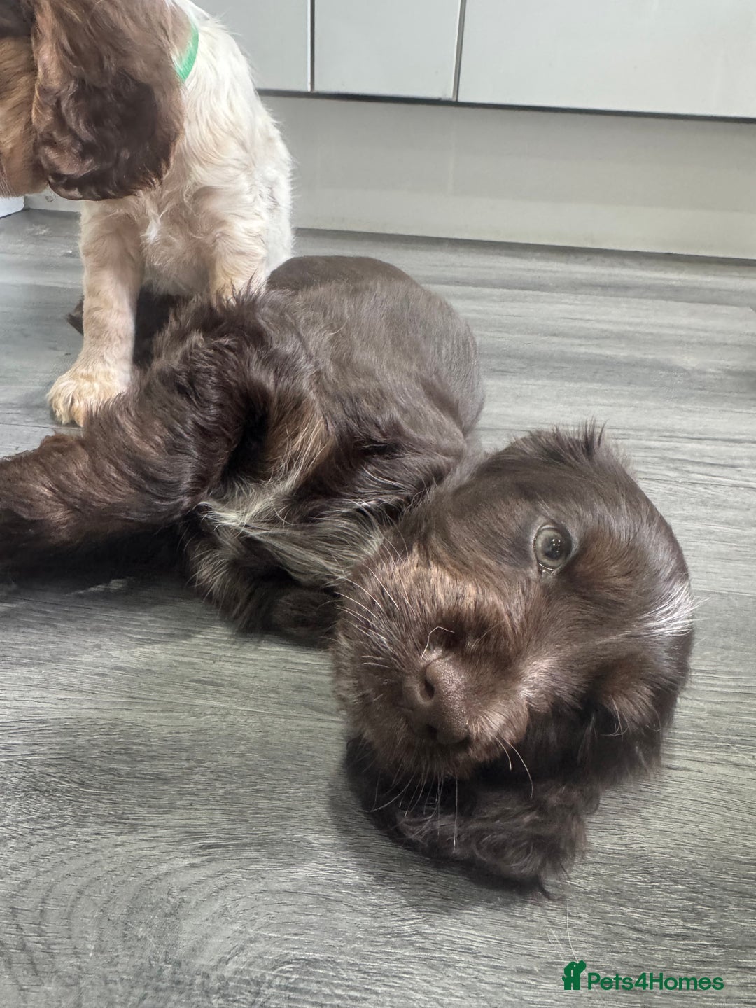 Cocker Spaniel dogs for sale: READY NOW Kcreg show cocker spaniels health tested in Brighouse - Image 14